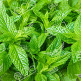 Menthol Flavoured 50ml Shortfill Vape E-Liquid - QCig - 60VG / 40PG